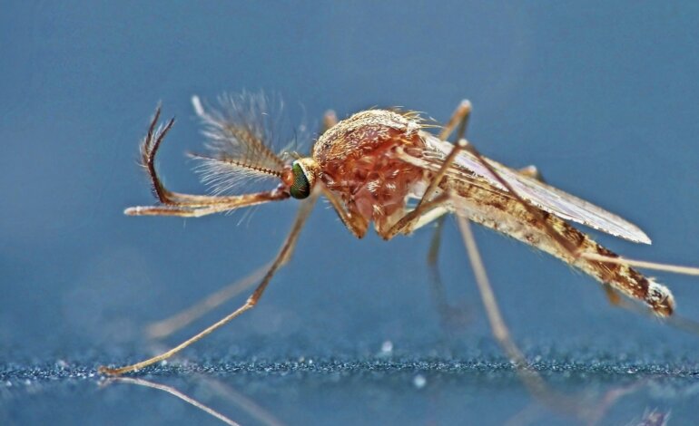Il viaggio del West Nile Virus