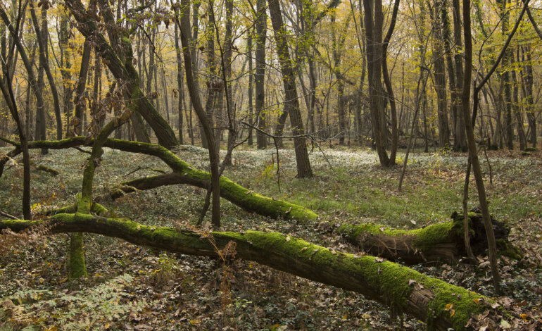 La quercia più resistente