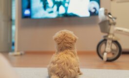 I programmi televisivi preferiti dai cani