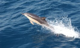 Scoperto il segreto della velocità dei delfini