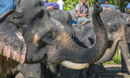Elefante asiatico, il doppio volto del turismo
