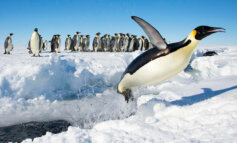 Quattro colonie di pinguini imperatore scoperte dallo Spazio