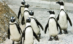 Salviamo il pinguino africano