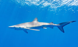 Gli squali in Adriatico: proteggiamoli!