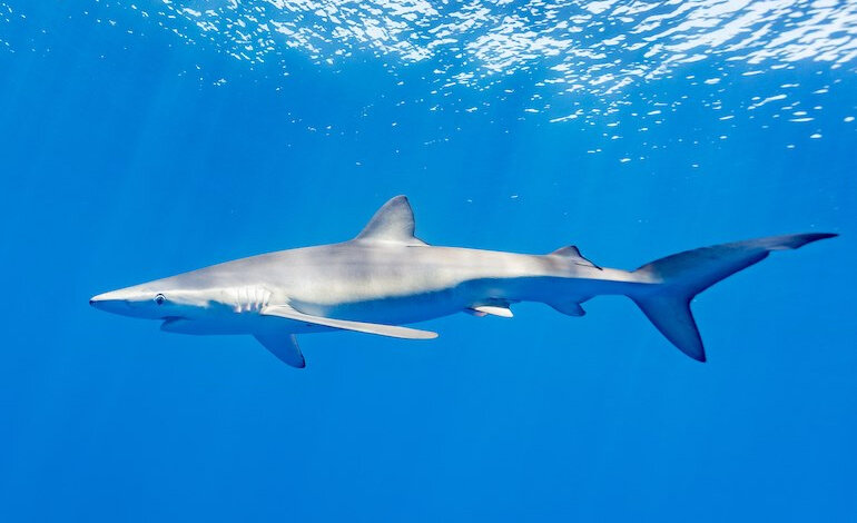 Gli squali in Adriatico: proteggiamoli!