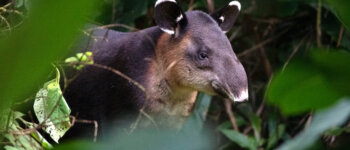 Sulle tracce del tapiro nella foresta pluviale della Tapir Valley