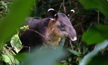 Sulle tracce del tapiro nella foresta pluviale della Tapir Valley