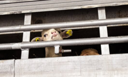 Trasporto di agnelli in condizioni che violano le norme UE