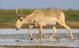 Le antilopi saiga non sono più “in pericolo critico”
