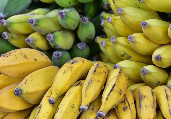 L'importanza delle banane nelle economie agricole