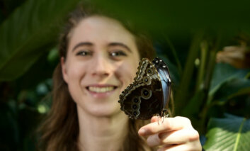 La serra tropicale del MUSE ospita oltre trenta specie di farfalle tropicali