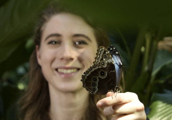 La serra tropicale del MUSE ospita oltre trenta specie di farfalle tropicali
