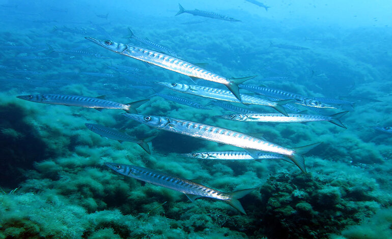 Le aree marine protette a difesa la fauna ittica