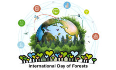 Oggi è la Giornata mondiale delle foreste