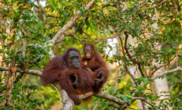 Un progresso nella lotta al traffico di oranghi