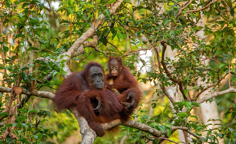 Un progresso nella lotta al traffico di oranghi