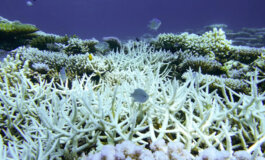 Un nuovo evento di sbiancamento di massa dei coralli
