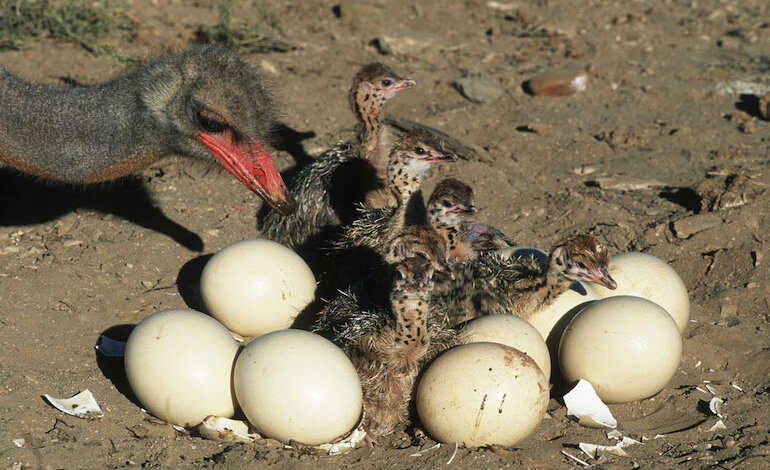 20 curiosità sulle uova