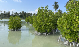 L'ultimo segreto delle Maldive: i mangrovieti