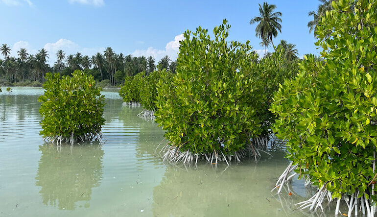 L'ultimo segreto delle Maldive: i mangrovieti