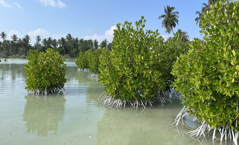 L’ultimo segreto delle Maldive: i mangrovieti