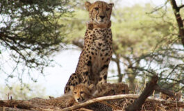 Hela, la femmina di ghepardo salvata da cucciola, torna in natura da mamma