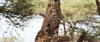 Hela, la femmina di ghepardo salvata da cucciola, torna in natura da mamma