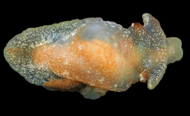 Scoperta una nuova lumaca di mare