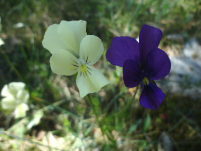 Viola etrusca