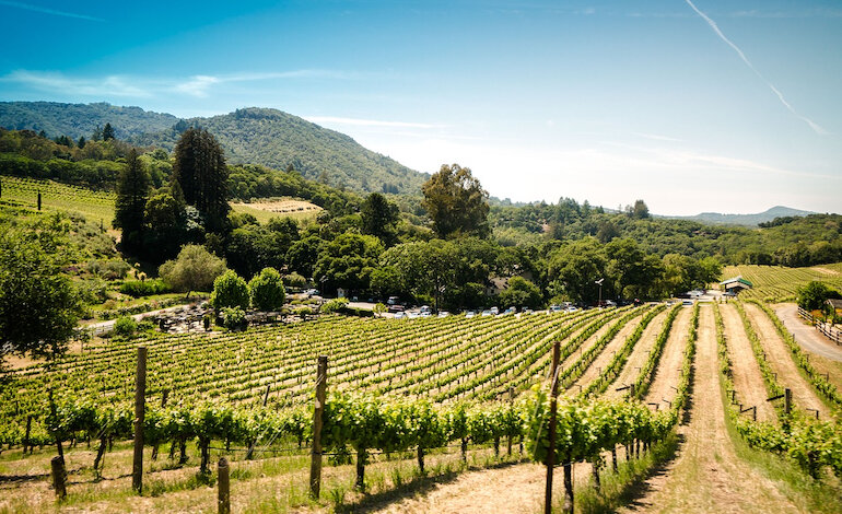 L’importanza del bosco in vigna