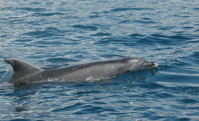 Tutela della diversità dei cetacei nel Mediterraneo