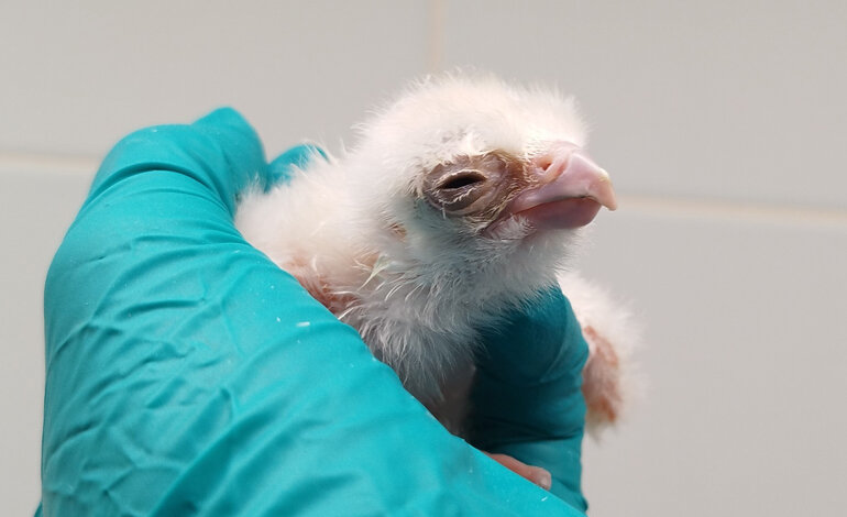 Falco lanario: la famiglia si allarga