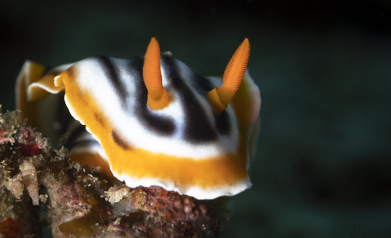 Le origini della tropicalizzazione del Mediterraneo