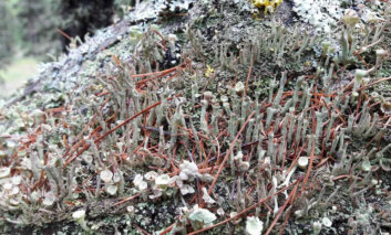 È online l'inventario dei licheni delle Dolomiti