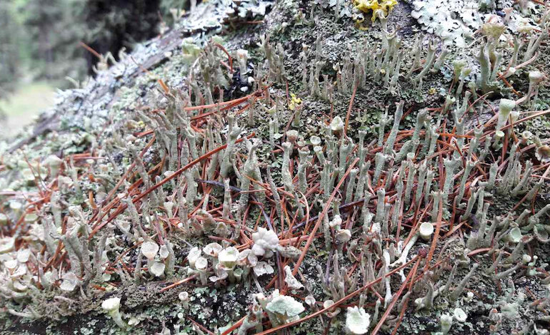 È online l’inventario dei licheni delle Dolomiti