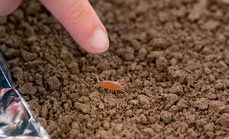 Il porcellino di terra rivela se il suolo è inquinato