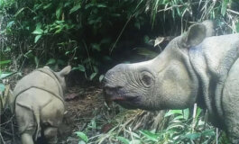 Avvistato in natura un cucciolo di rinoceronte di Giava
