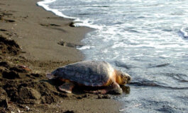 Legambiente e balneari insieme per proteggere i nidi delle tartarughe marine
