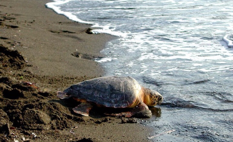 Legambiente e balneari insieme per proteggere i nidi delle tartarughe marine