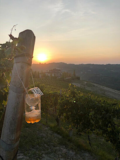 bosco in vigna
