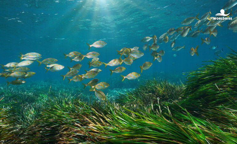 Salviamo gli oceani per salvaguardare la nostra salute