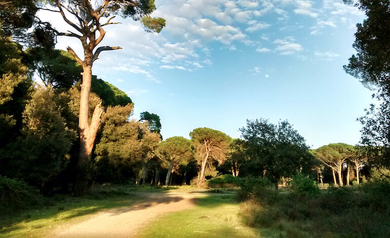 Foreste più forti da San Rossore a tutta l’Europa