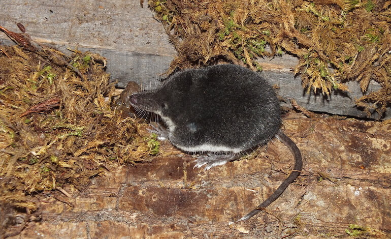 toporagni