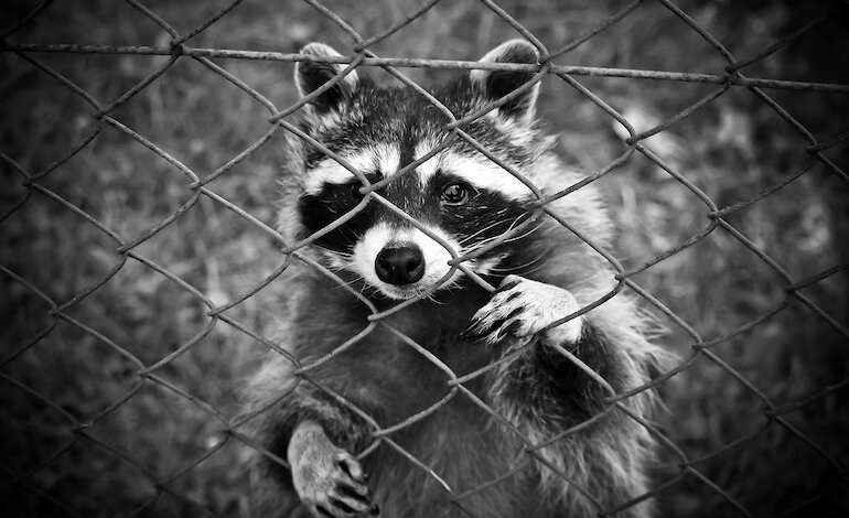 Allarme zoonosi per gli allevamenti di animali da pelliccia in Cina
