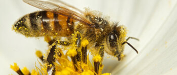 La Giornata mondiale delle api e degli impollinatori