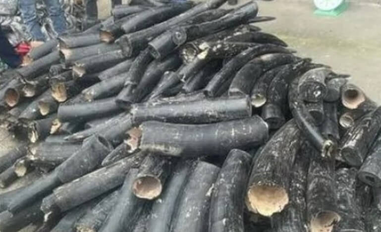 Le autorità nigeriane arrestano due importanti trafficanti