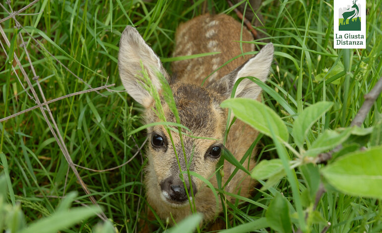 La Giusta Distanza: convivenza con la fauna selvatica nel XXI secolo