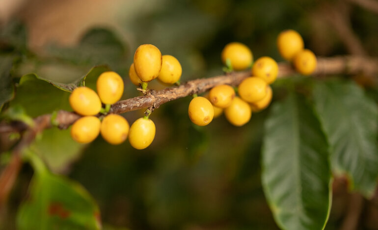 Un campo sperimentale di caffè in Sicilia
