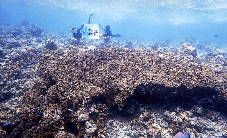 Coralli giganti: un progetto per salvarli