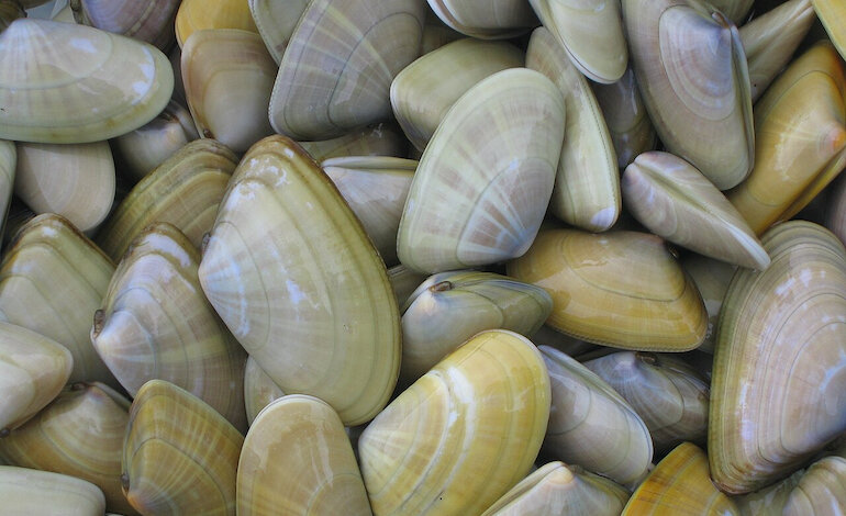 La presenza di microplastiche nelle telline